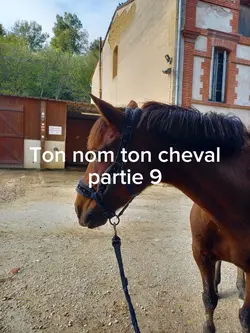 ton nom ton cheval
