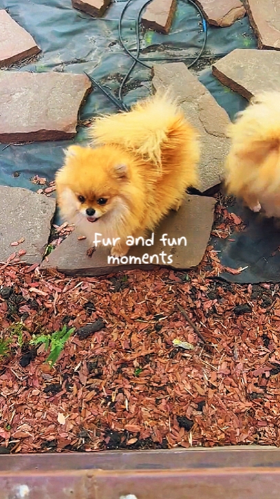 Pet vlog
