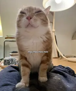 meo méo mèo meo