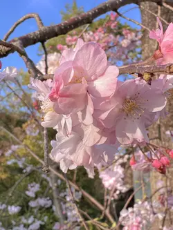 さくら