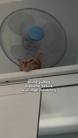 atine judeg dadane