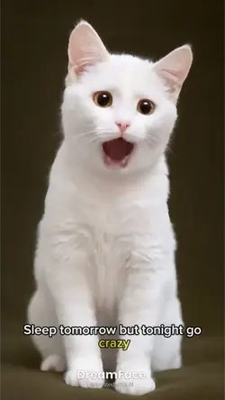 แมวร้องเพลงใหม่