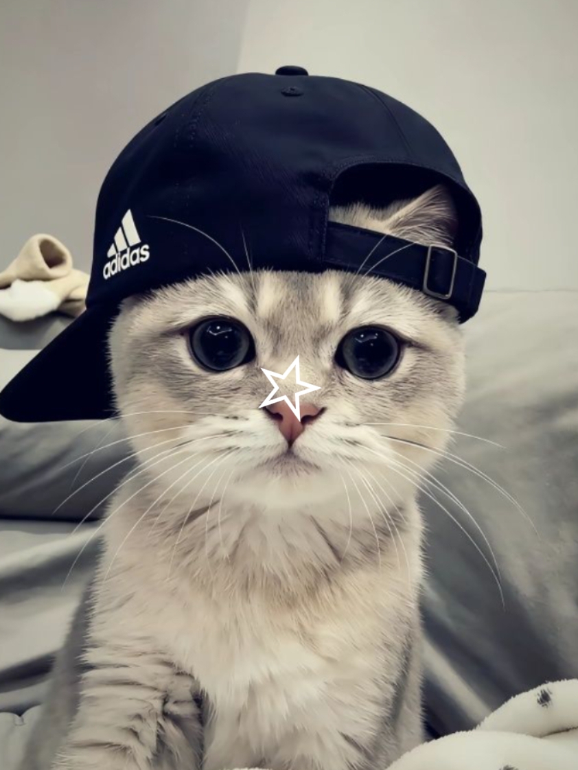 NEW TREND TEMPLATE 