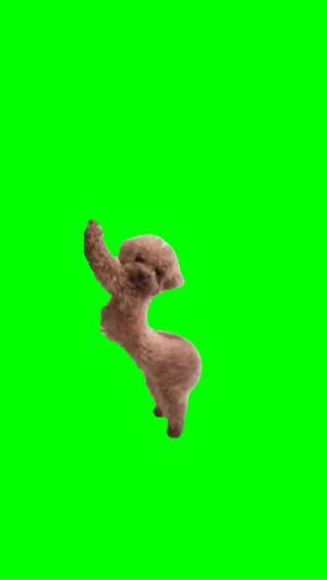 Hund tanzt 