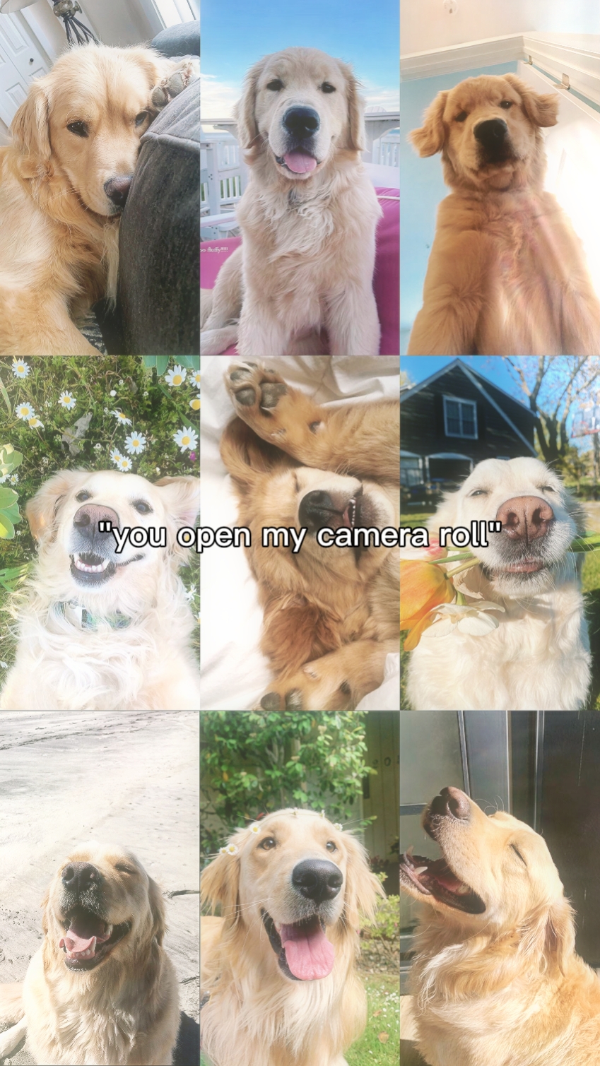 Perro