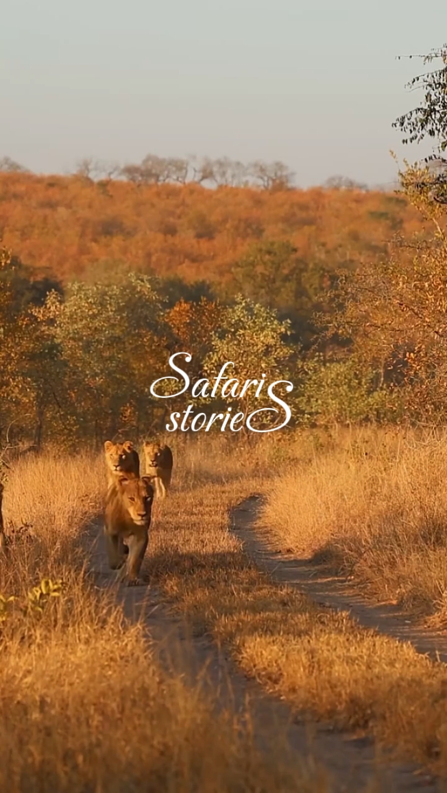 safari stories