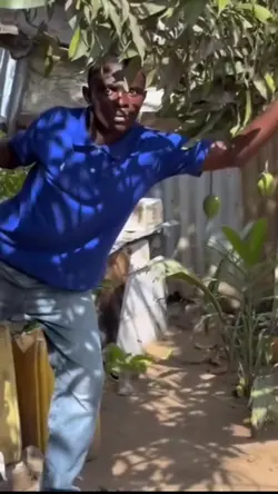 ambil mangga orang 