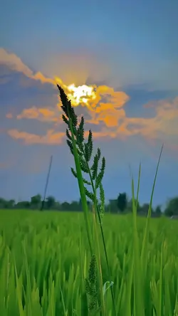 nature aesthetic