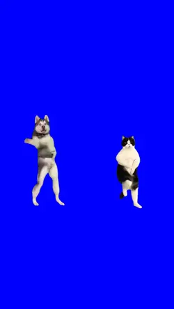 dog and cat dancing 