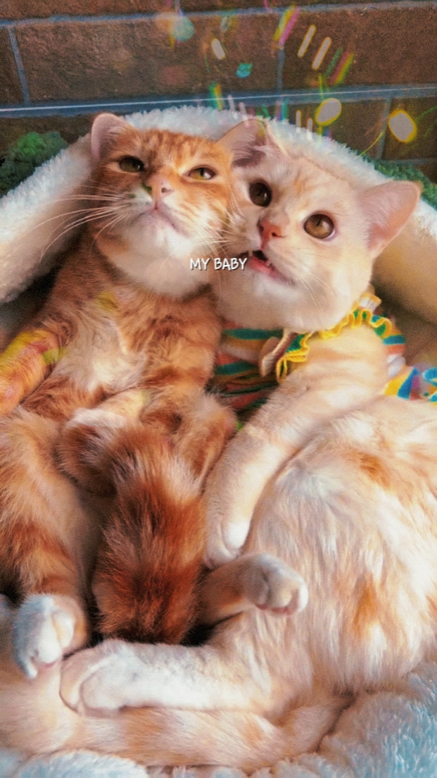 BEBEK KEDİM
