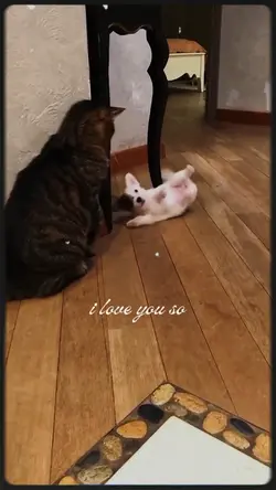 slowmotion dog cat