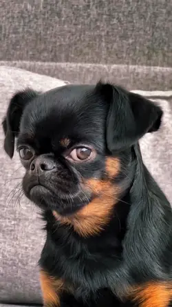 Dog meme