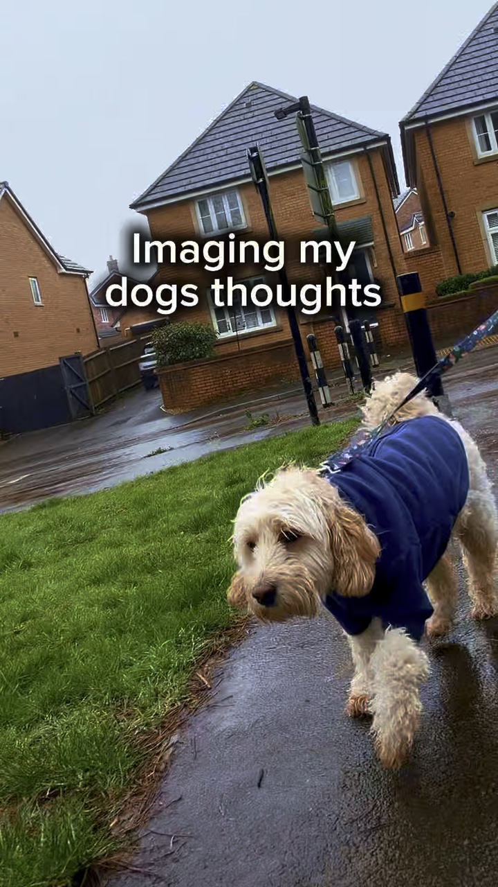 Dog template 