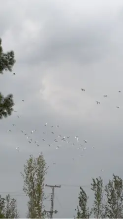 Phir Koi Ayaa🫠❤️