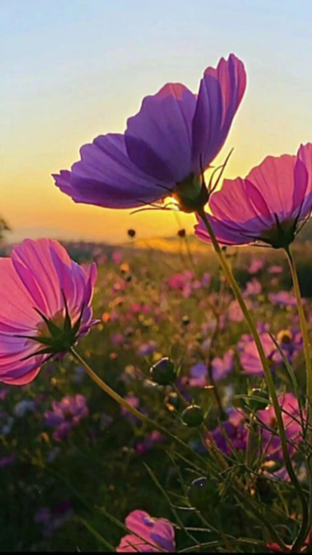 ঝলশানো রাতে 