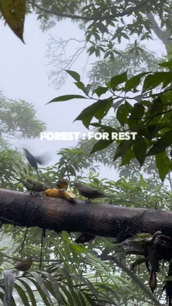 FOREST : FOR REST