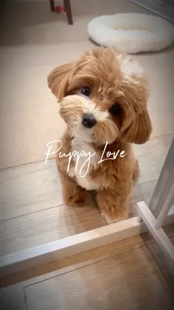 They Call it 🐶❤️