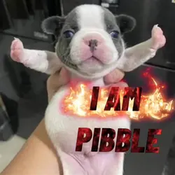 pibble