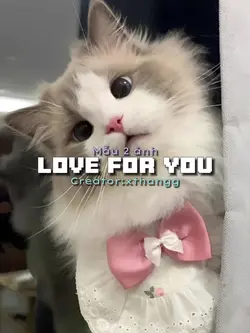 Love For You