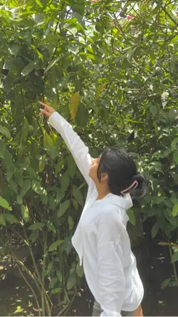 Holi 