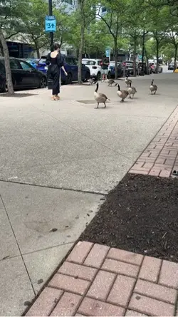 Ducks 
