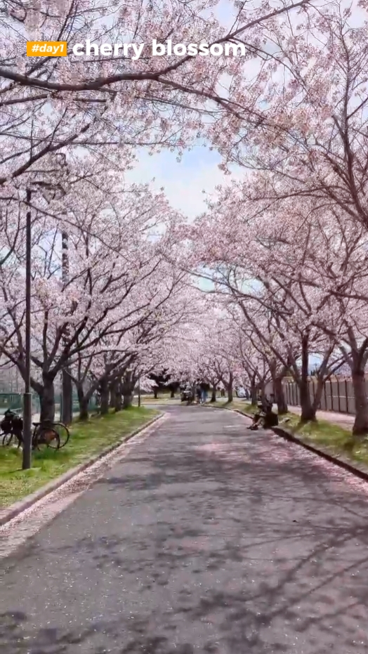 Cherry Blossom