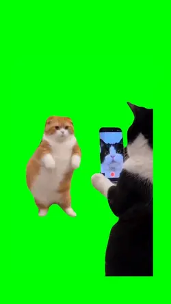 CAT DANCE MEME