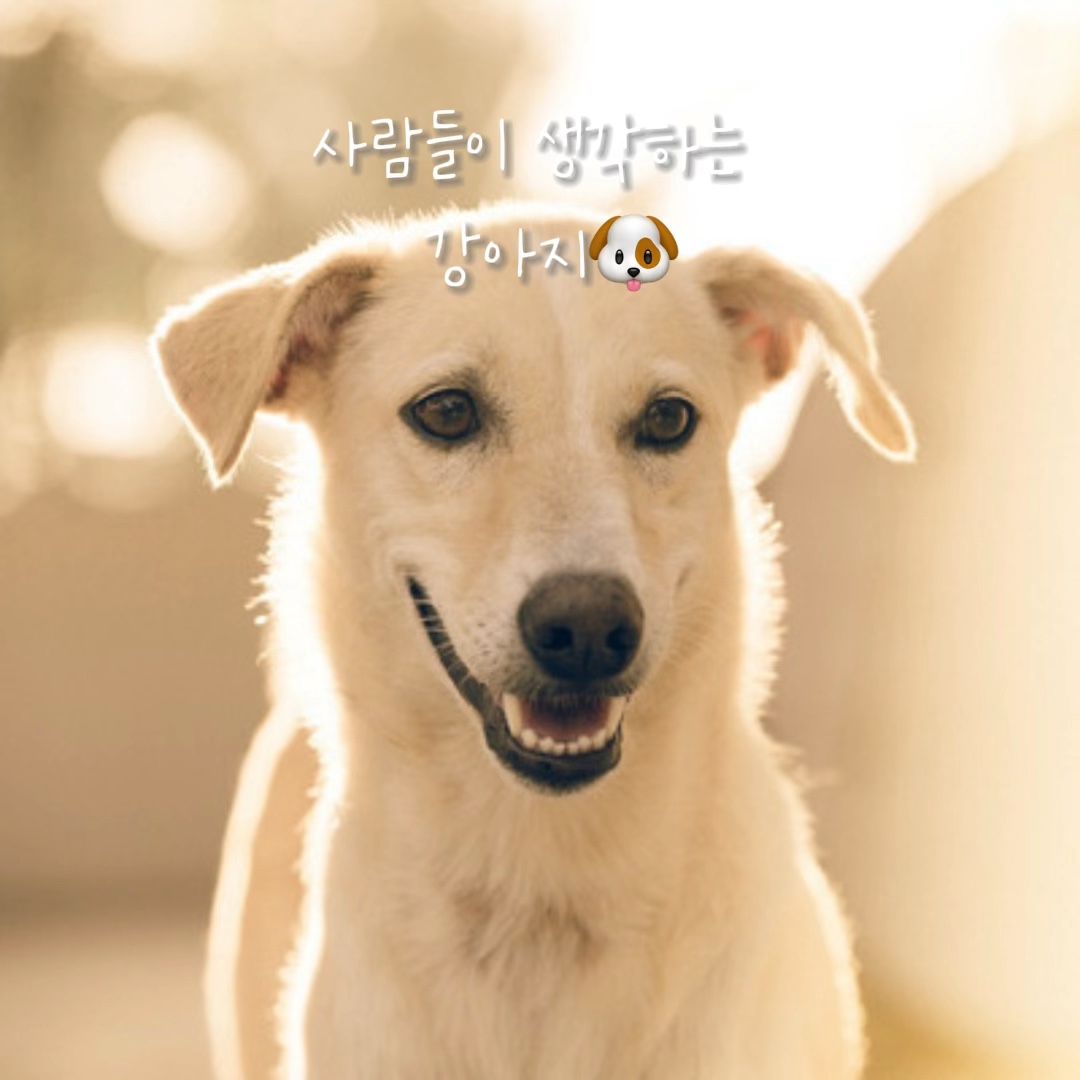 사람들이 생각하는 강아지🐶