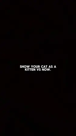 Kitten vs Now