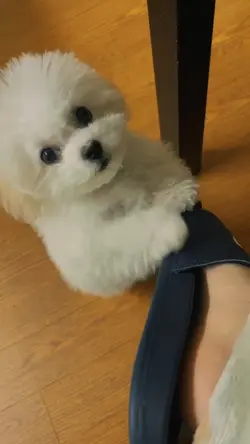 dog template
