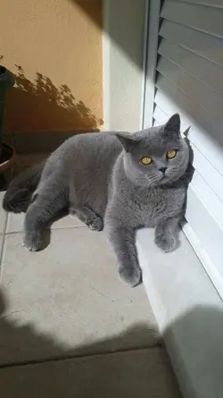 Kucing Haheng Haheng