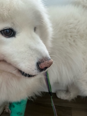 Köpek