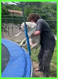 viral video template