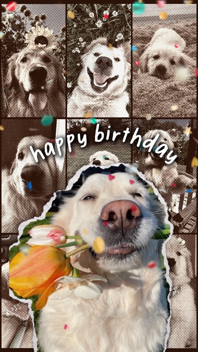 HPBD mein Hund