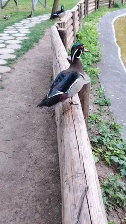 Rata cu ochi de soim