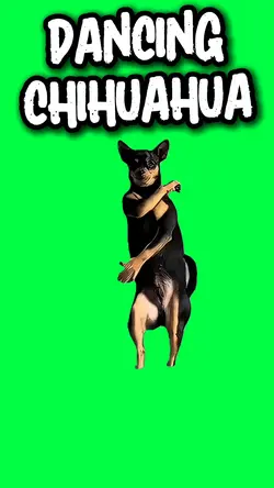 DANCING CHIHUAHUA