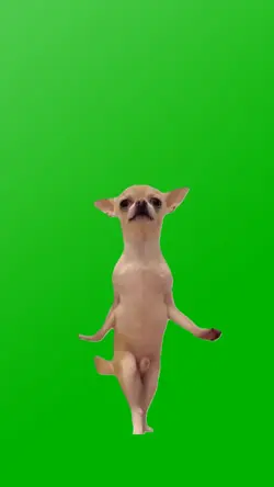 Dancing Chihuahua