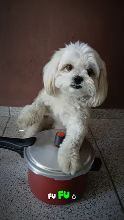 trend vira virou