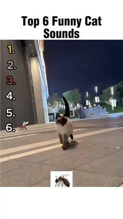 Top 6 funny cat
