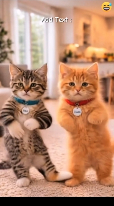 Nakakatawang Cat