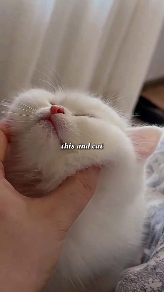 DiesesundKatze 