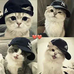 ฟีด