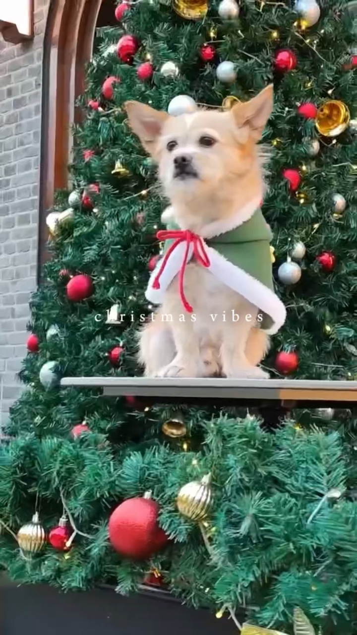 Mascota navideña