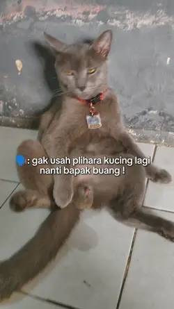 jangan pliharakucing