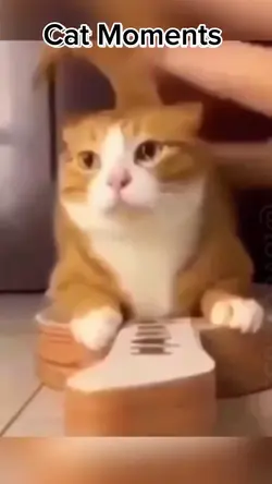 CAT Moments