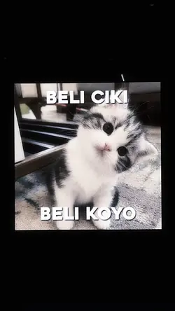 beli ciki beli koyo