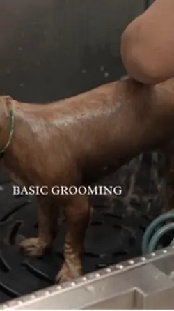 Basic grooming 