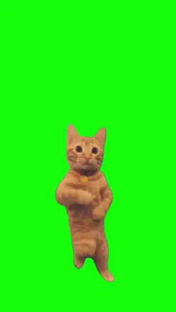 cat viral