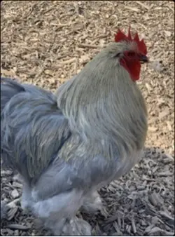 Avenger Chicken 