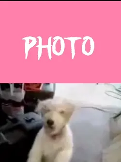 Dog laugh